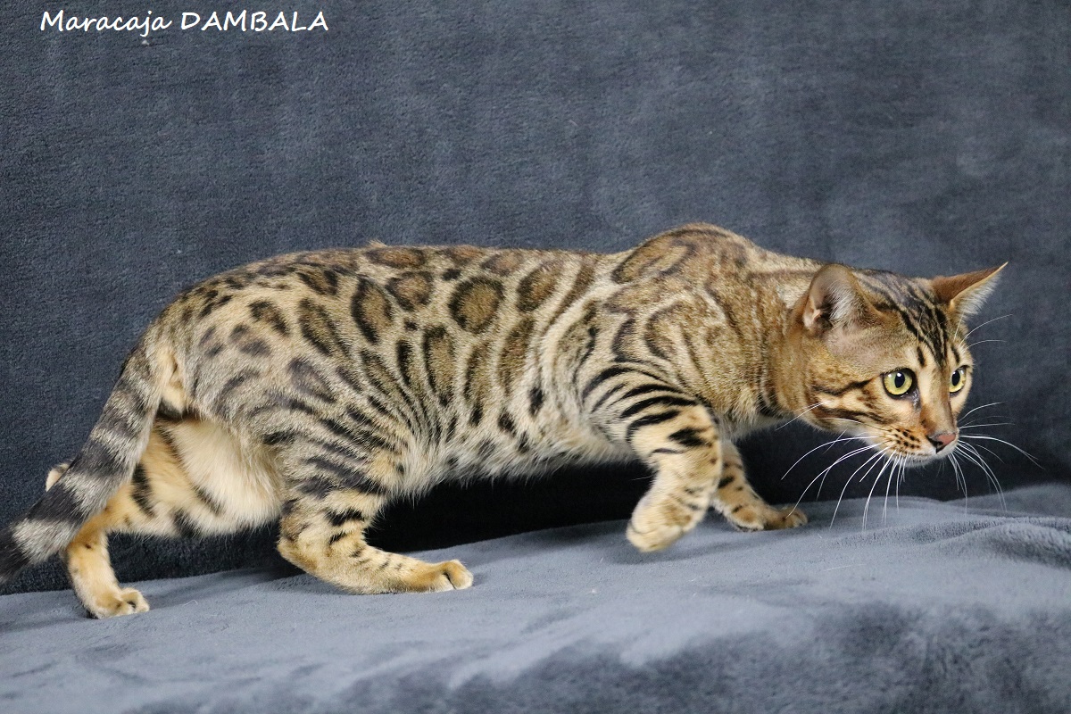 bengal brown 